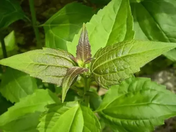 Siam weed (Chromolaena Odorata)